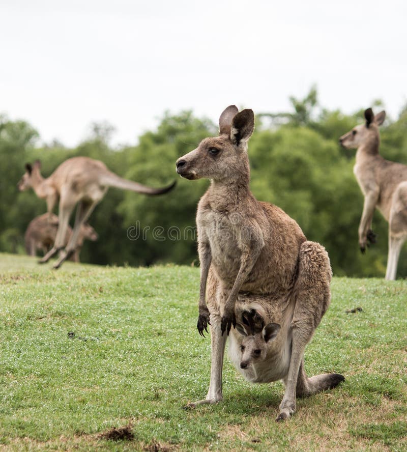 Australian native Kangaroo mother with baby joey in pouch standing in field royalty free stock photo Australian native Kangaroo mother with baby joey in pouch standing in field royalty free stock photo