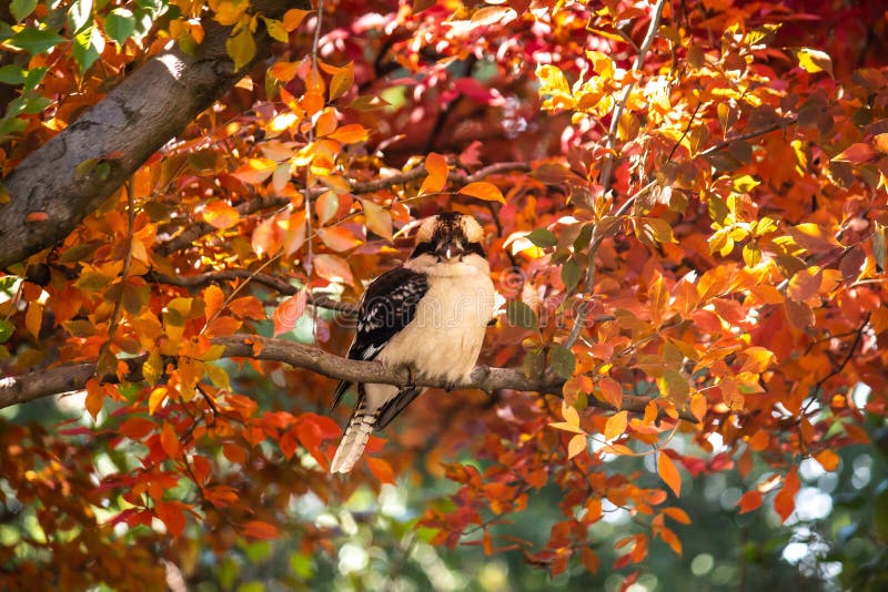 Australian native kookaburra kingfisher bird perched on branch of tree in full autumn fall golden yellow, red and orange leaves royalty free stock images Australian native kookaburra kingfisher bird perched on branch of tree in full autumn fall golden yellow, red and orange leaves royalty free stock images