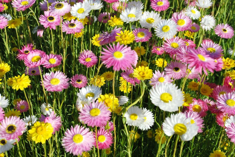 Australian native Paper-Daisy flowers in yellow, pink and white royalty free stock photo Australian native Paper-Daisy flowers in yellow, pink and white royalty free stock photo