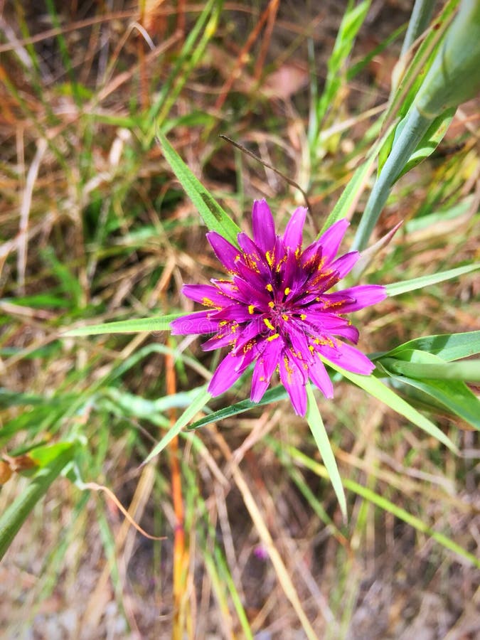 Australian Native Plants And Flowers Stock Image Image of field, plant 106557411