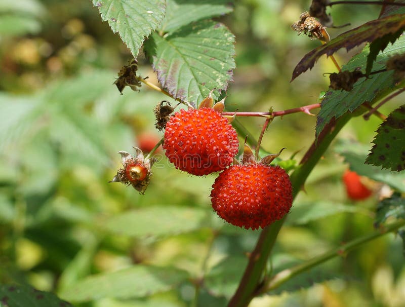 Australian Native Raspberry Stock Image Image of rainforests
