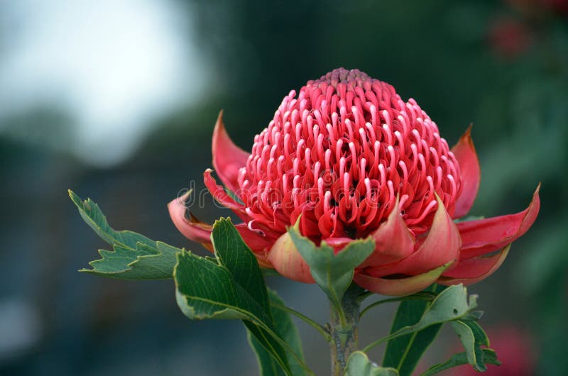 Australian native red waratah flower