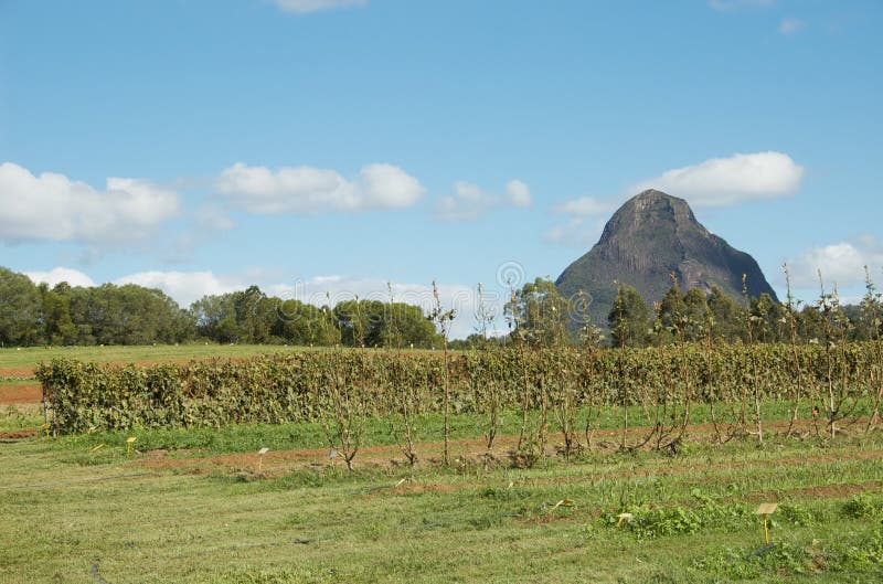 Australian organic farm royalty free stock images