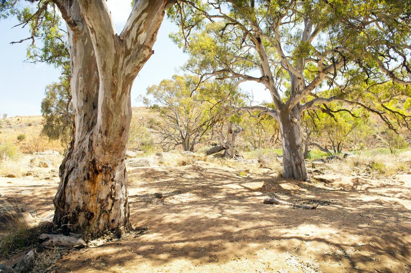 605 Gum Trees Australian Outback Stock Photos Free & RoyaltyFree