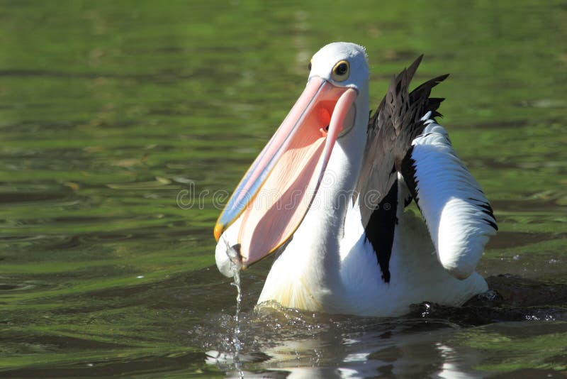 Australian pelican