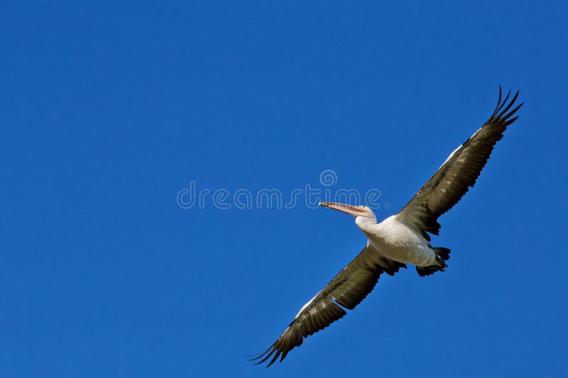 2 727 Australian Pelican Photos Free Royalty Free Stock Photos From Dreamstime
