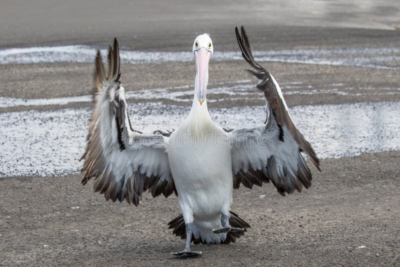 2 727 Australian Pelican Photos Free Royalty Free Stock Photos From Dreamstime