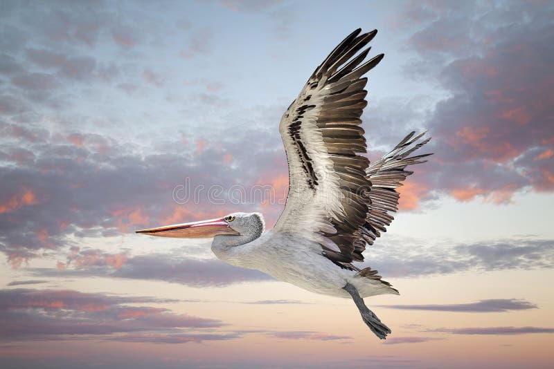 Australian pelican Pelecanus conspicillatus Western Australia