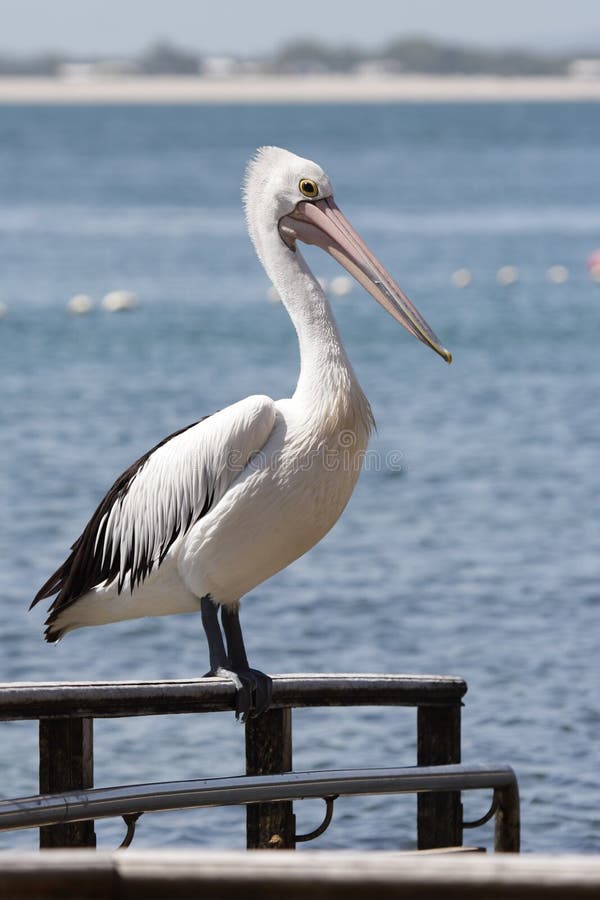 Australian Pelican (Pelecanus conspicillatus)