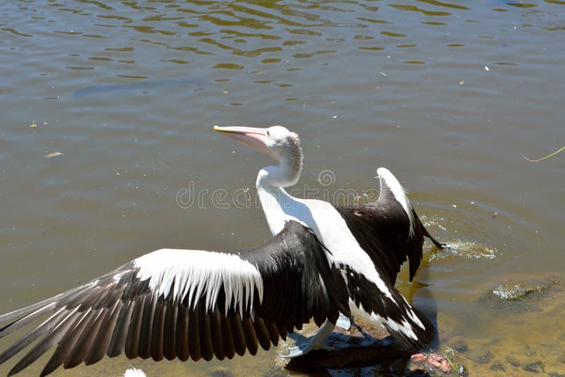 Australian pelican Pelecanus conspicillatus