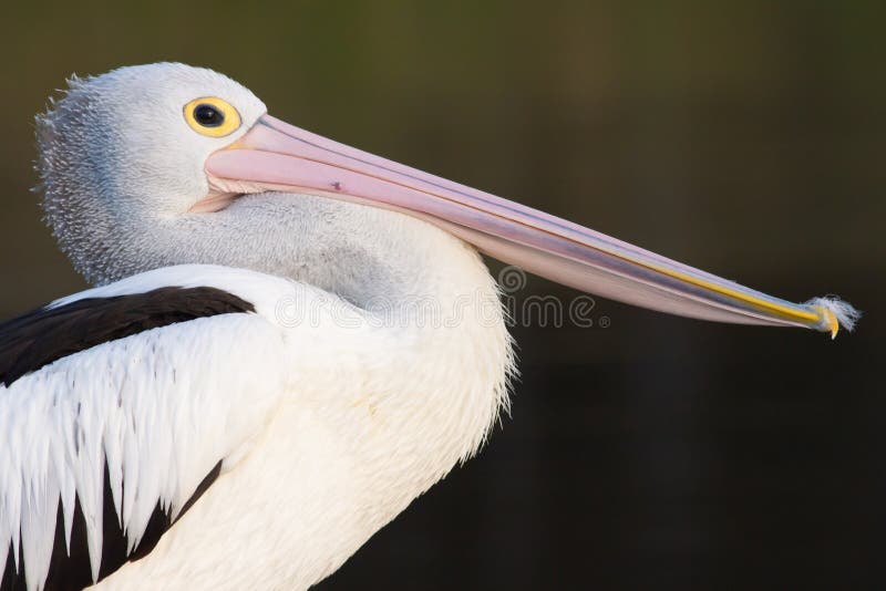 Australian Pelican (Pelecanus conspicillatus)