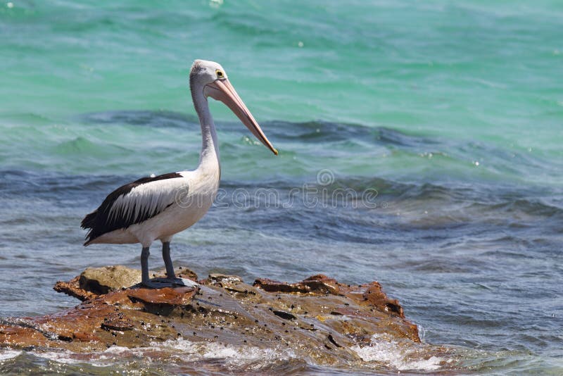 Australian Pelican (Pelecanus conspicillatus)