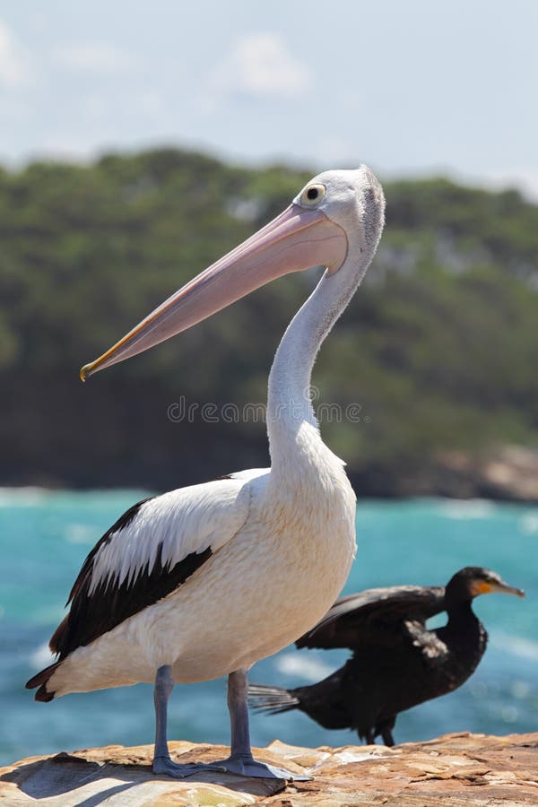 Australian Pelican (Pelecanus conspicillatus)