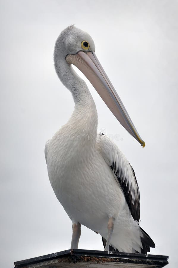 Australian Pelican portrait
