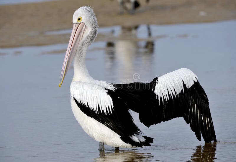 Australian pelican, white bird, australia