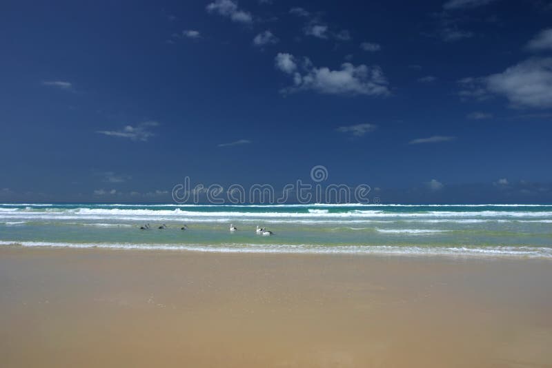 Australian Pelicans (Pelecanus conspicillatus)