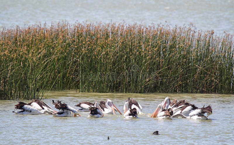 Australian Pelicans (Pelecanus conspicillatus)