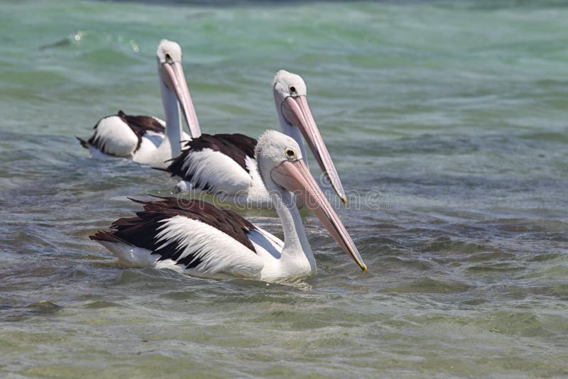 Australian Pelicans (Pelecanus conspicillatus)