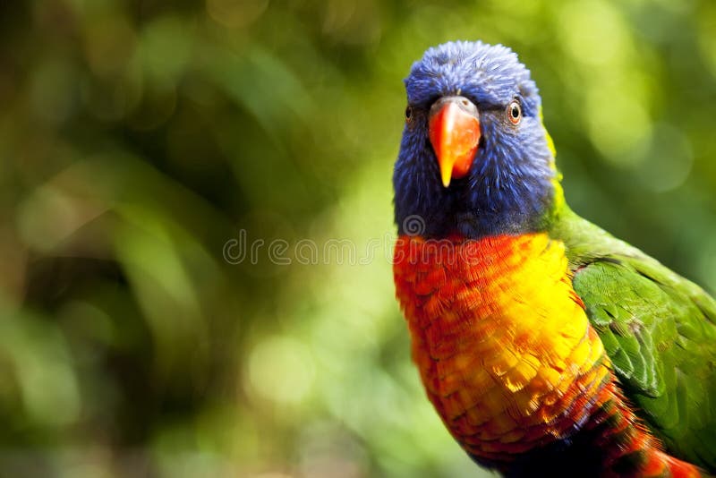 Australský Rainbow Lorikeet záběr zblízka na místě.