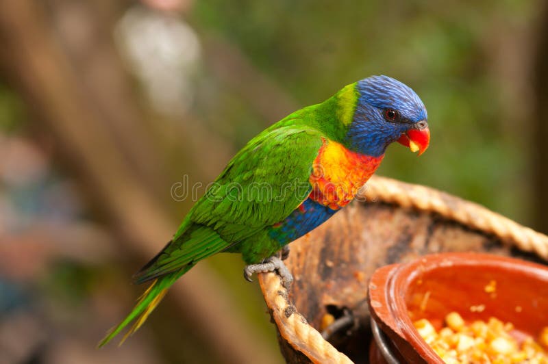 Lorikeet Fruit Tree Stock Photos Free & RoyaltyFree Stock Photos