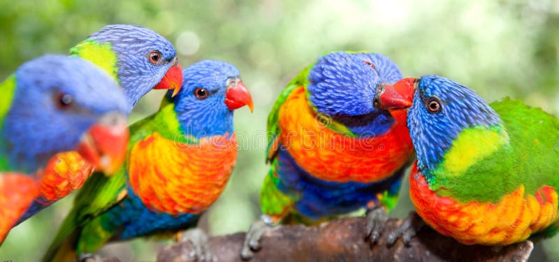 Australian rainbow lorikeets