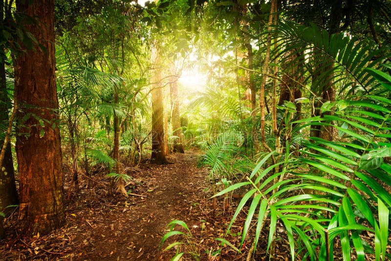 In australian rainforest stock image. Image of queensland - 20372053