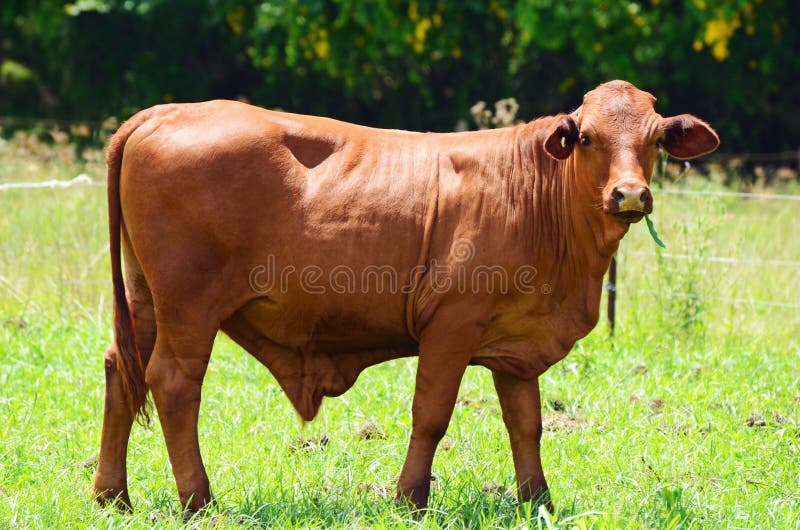 Australian Red Brangus stud bull grazing grass pasture