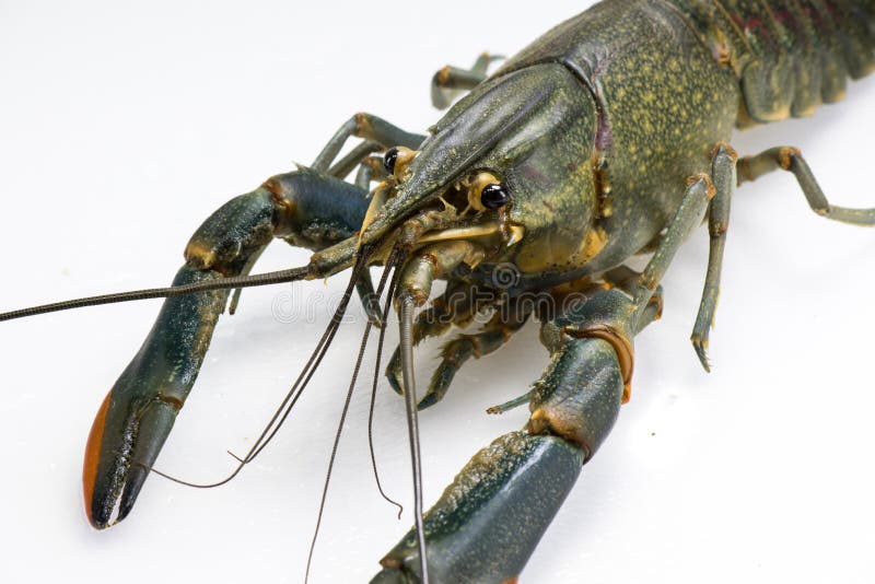 Australian Red Claw Crayfish Stock Image Image of queensland