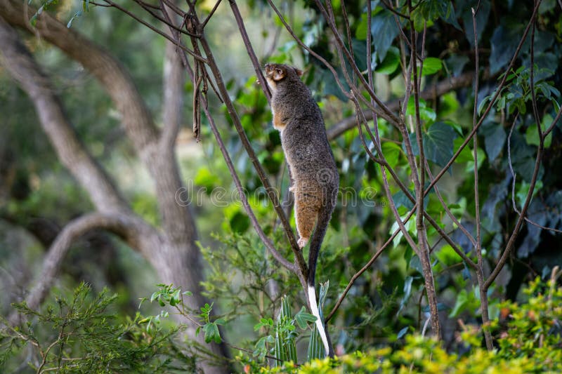 Australian ringtail possum climbing thin branches of a tree in the australian bush. Ringtail possum stock images, royalty-free photos and pictures