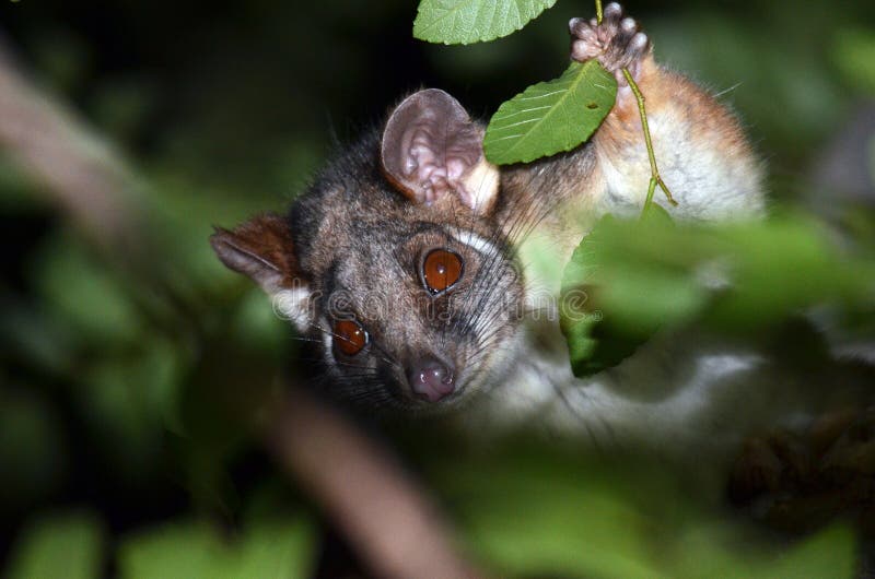 Cute and curious Australian Ringtail Possum peering through the tree canopy. Ringtail possum stock images, royalty-free photos and pictures