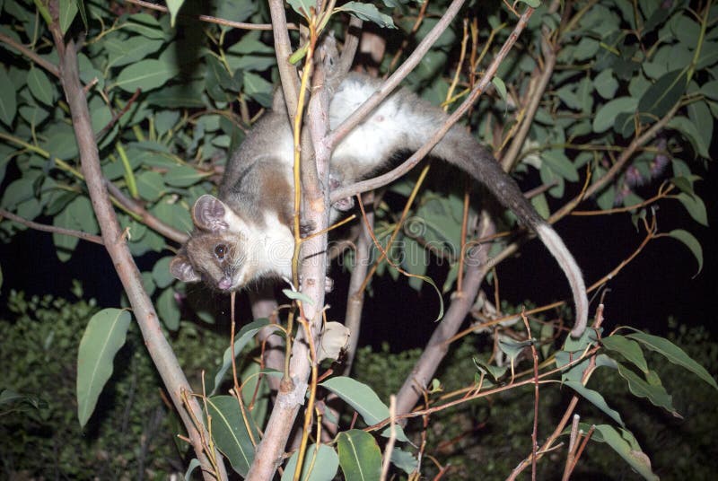 Full body shot of an australian ringtail possum in a tree at night. Ringtail possum stock images, royalty-free photos and pictures