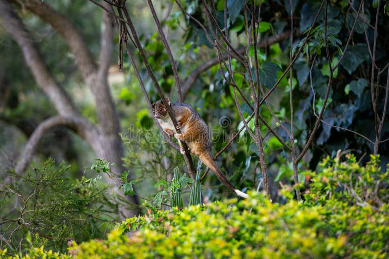 Australian Ringtail possum sitting on a thin branch of a tree in the australian bush. Ringtail possum stock images, royalty-free photos and pictures