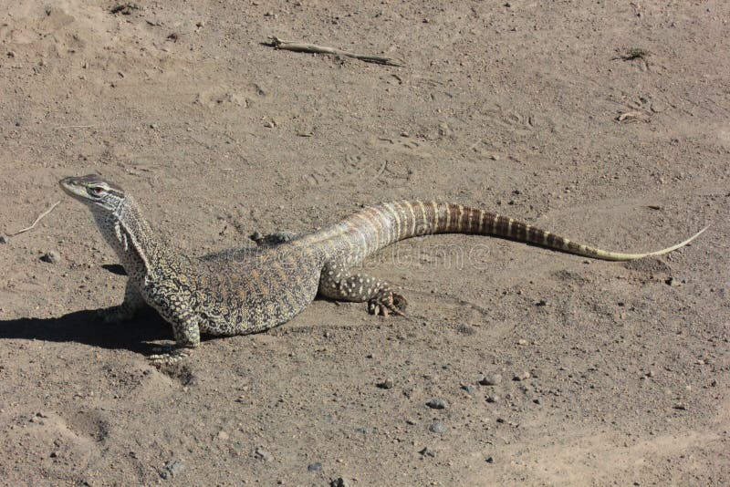 Australian Sand Monitor (Varanus gouldii)