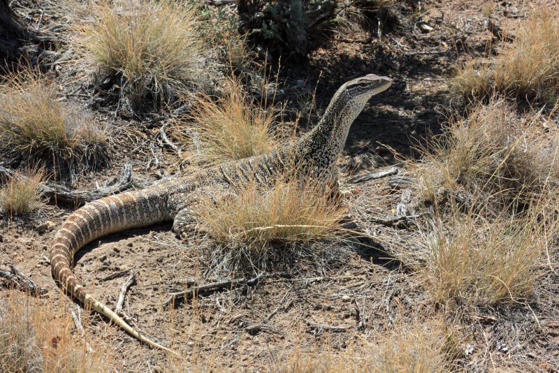 Australian Sand Monitor (Varanus gouldii)