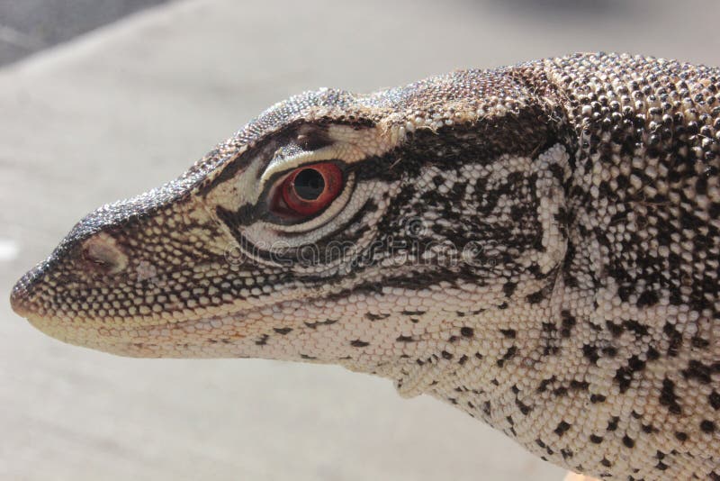 Australian Sand Monitor (Varanus gouldii)