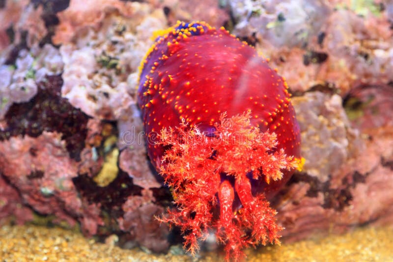 Australian Sea Apple