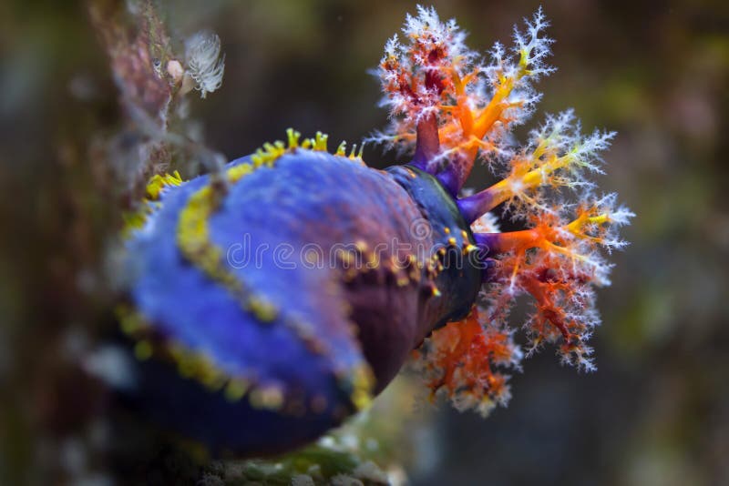 Australian sea apple (Pseudocolochirus axiologus)