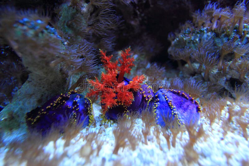 Australian Sea Apple