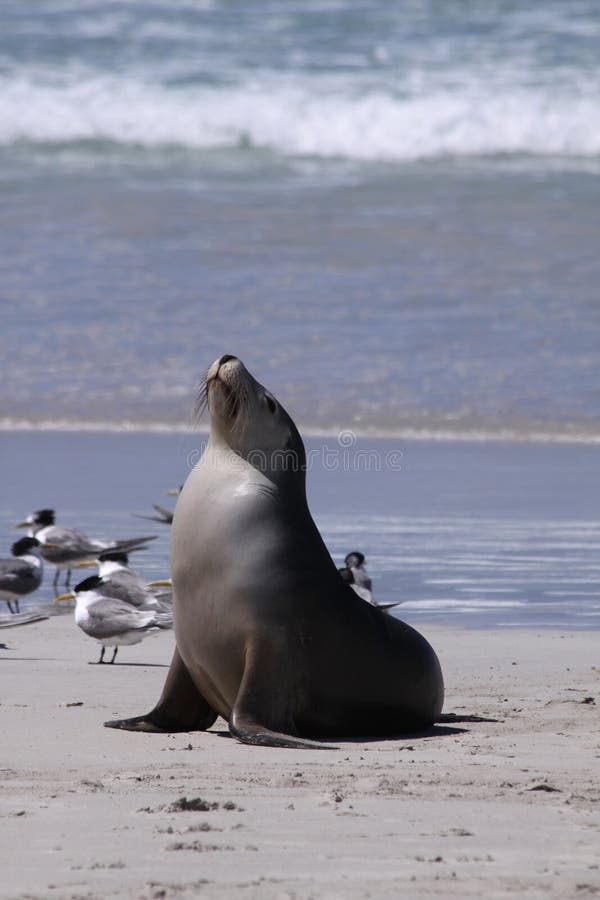 Australian Sea Lion