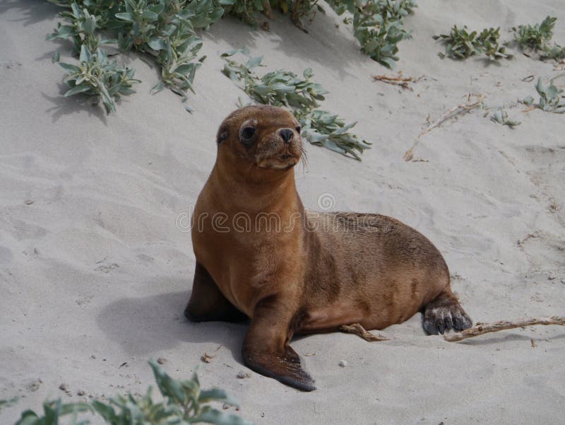 An Australian sea lion baby