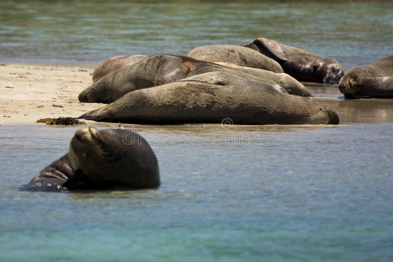 Australian sea lions stock photos Australian sea lions stock photos