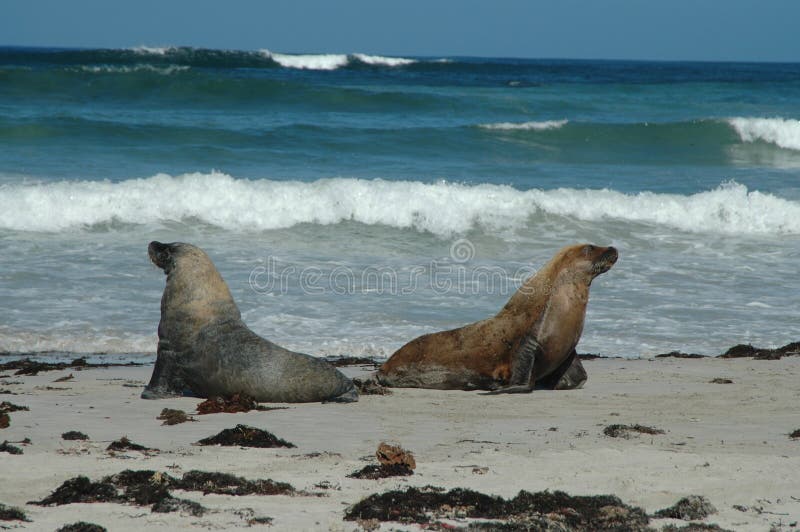 Australian sea lions royalty free stock image Australian sea lions royalty free stock image