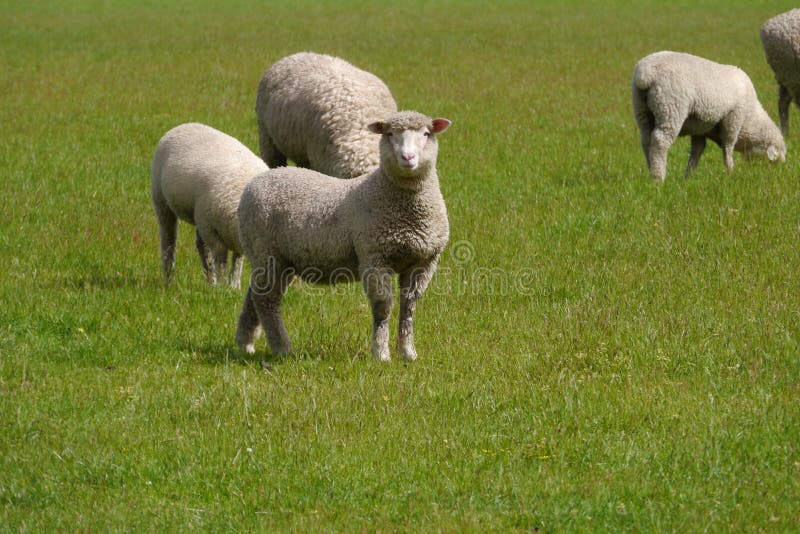 Australian sheep in a grass meadow
