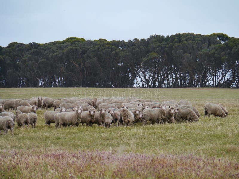 Australian sheep