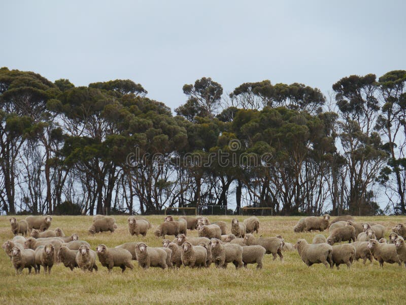 Australian sheep