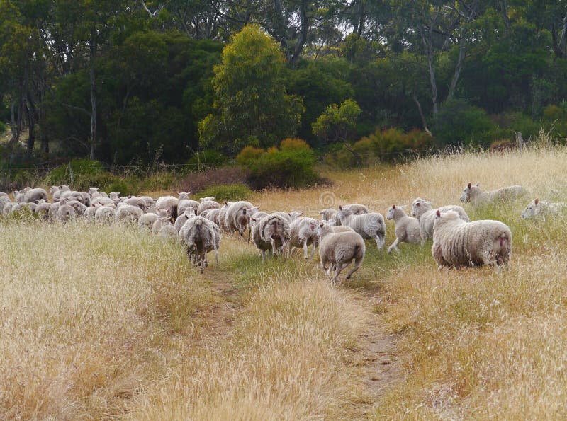 Australian sheep on the way