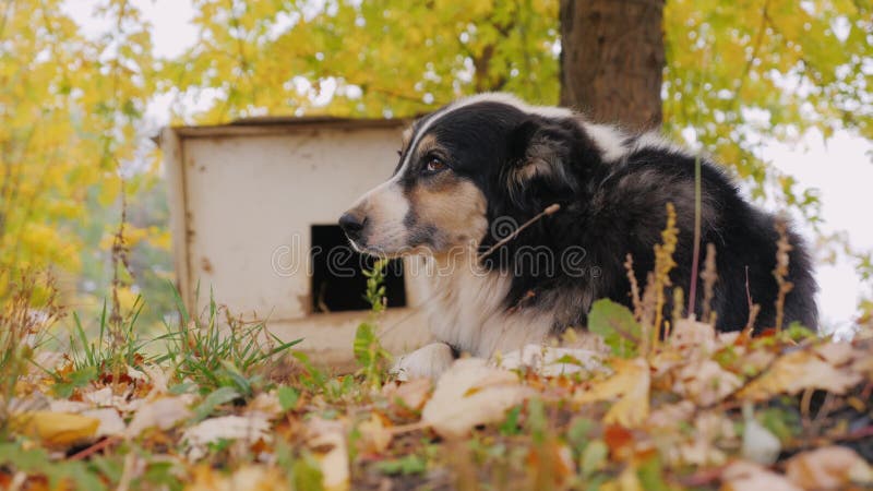 australian shepherd guard dog