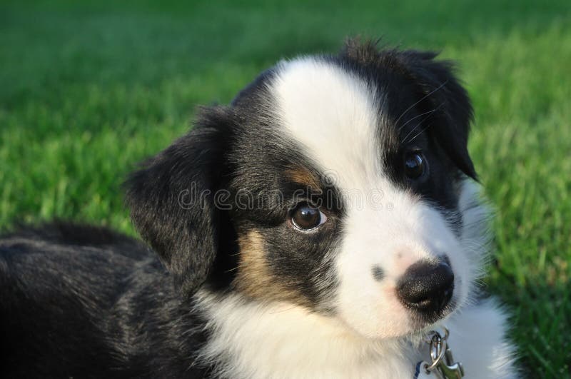 Australian Shepherd Puppy with Blue Eyes Stock Photo - Image of ...