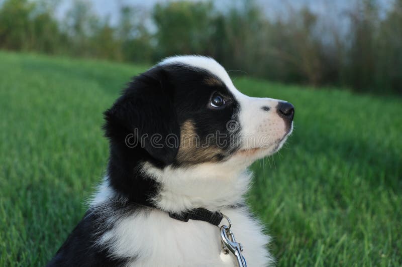 saddle up mini aussies