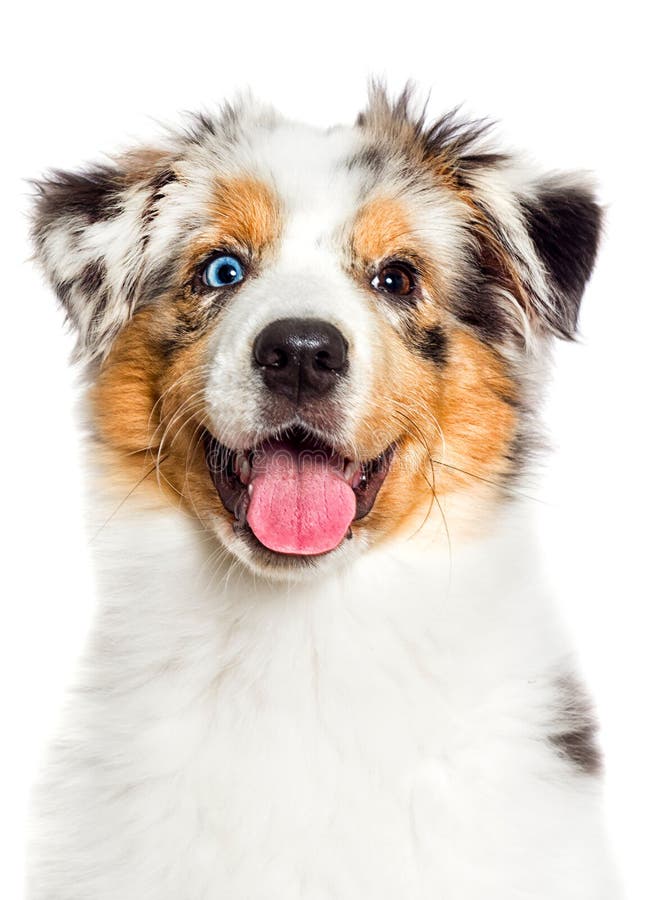 muzzle for australian shepherd